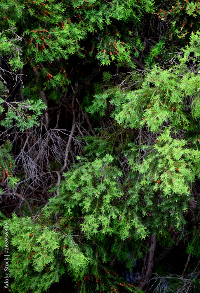 Pine foliage green background wallpaper Pine foliage green background wallpaper