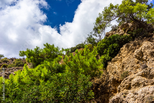 Trees on a mountain in Crete © dima