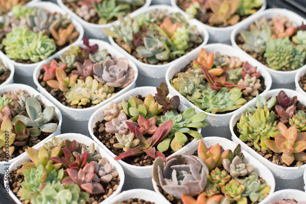 Group of cactus in a pot, succulent plant Group of cactus in a pot, succulent plant