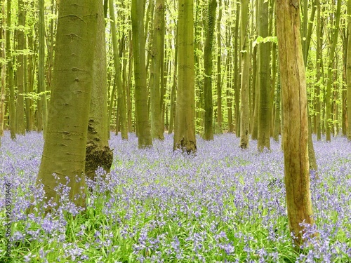 Bluebells in Philipshill Wood, Chorleywood, Hertfordshire, England, UK