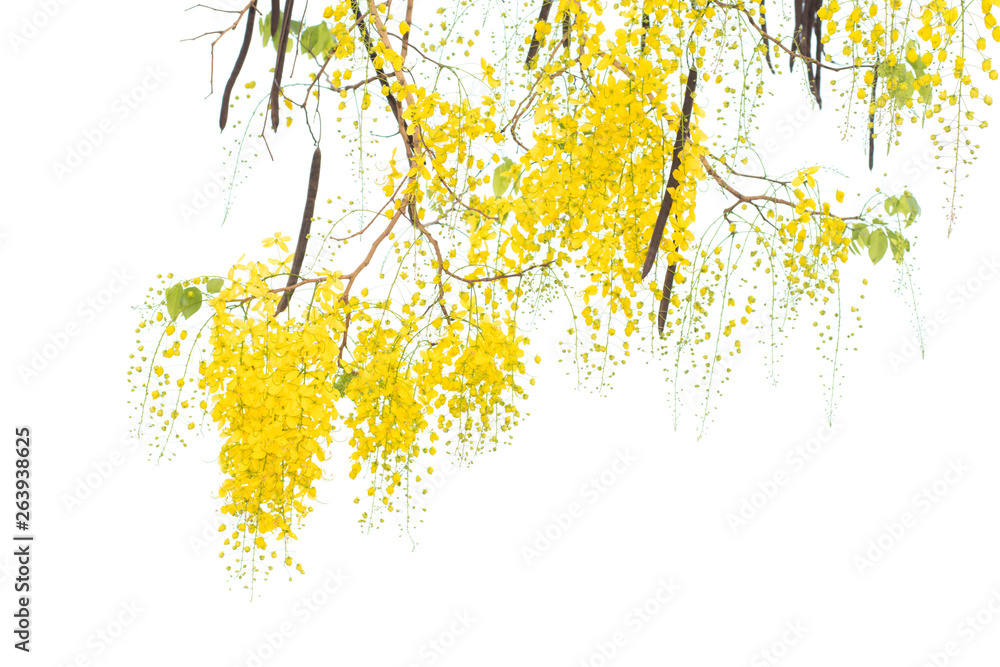 Obraz premium Golden shower tree (Cassia fistula) isolated on white background.