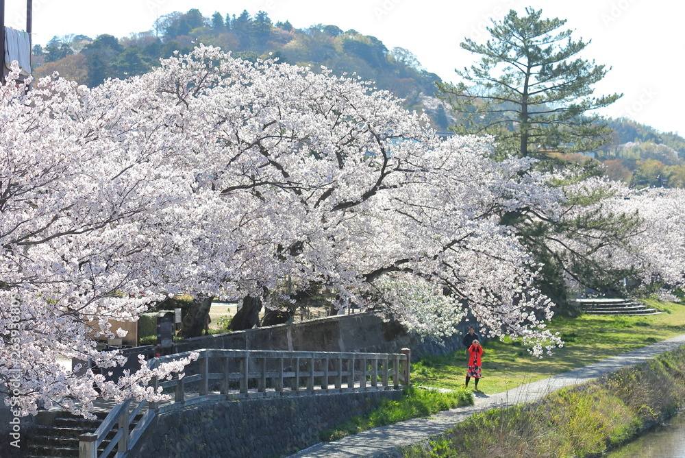 Japanese cherry blossom scenery in Kanazawa Japan Japanese cherry blossom scenery in Kanazawa Japan