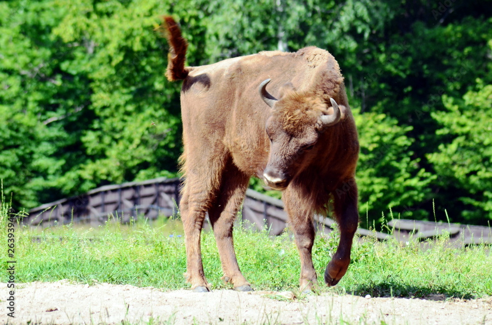 European bison in Wolisko, Mazurian Region in Poland.