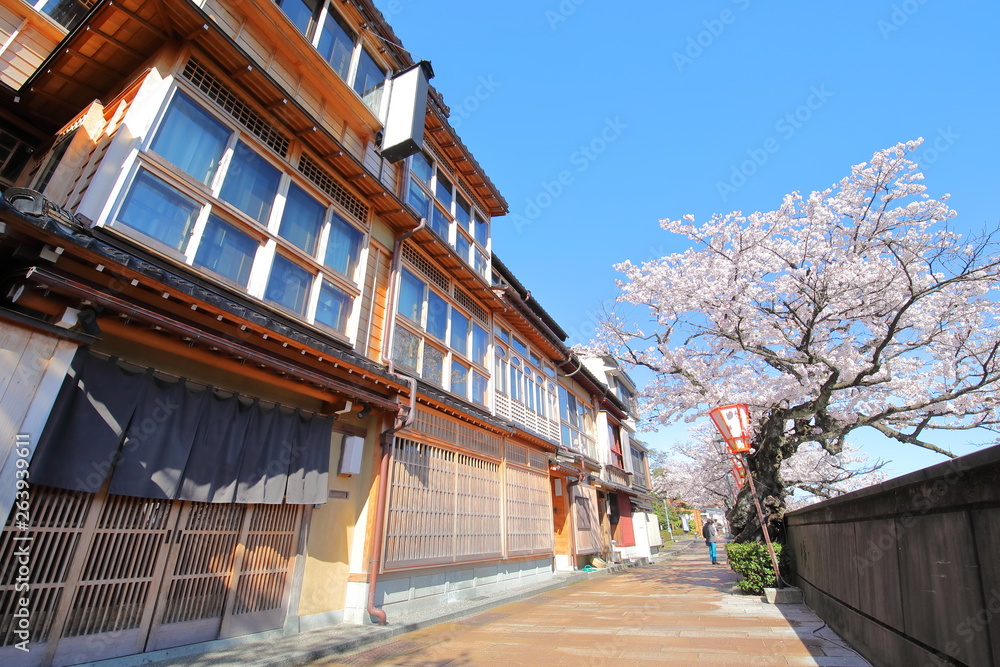 Cherry blossom Higashiyama teahouse old house street Kanazawa Japan Cherry blossom Higashiyama teahouse old house street Kanazawa Japan