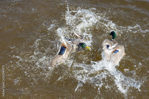 Fototapeta Naklejka Na Ścianę i Meble -  love duck fights