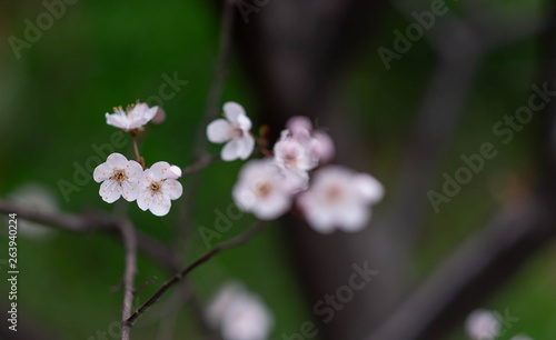 Fototapeta Naklejka Na Ścianę i Meble -  The Cherry Blossom tree with the blurred background.