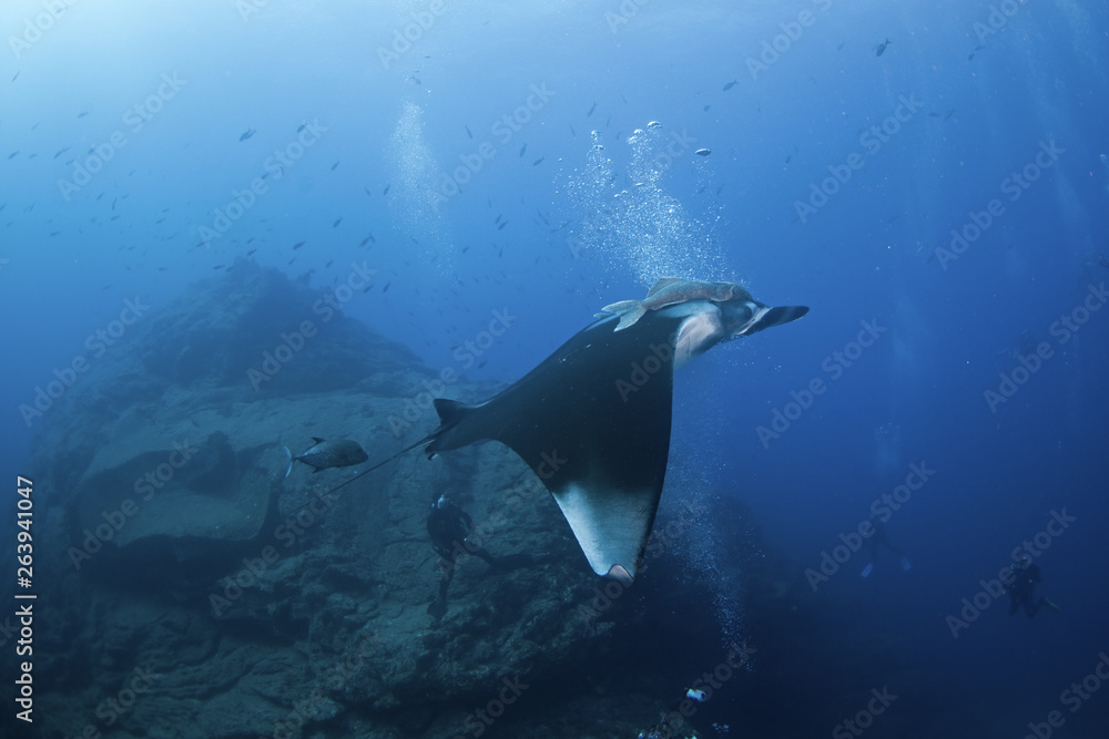 Obraz premium giant oceanic manta ray, manta birostris