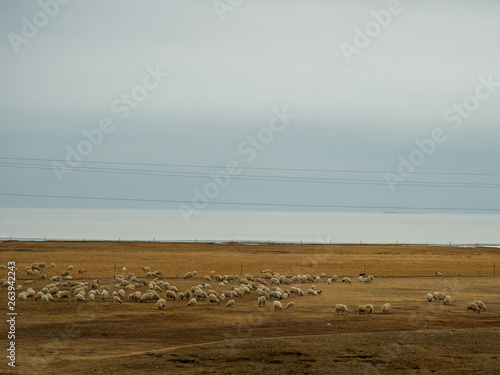 Car window scenery of Qinghai–Tibet railway in Tibet Autonomous Region, China. photo