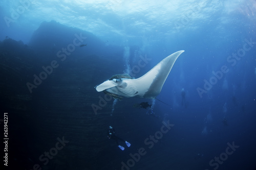giant oceanic manta ray  manta birostris