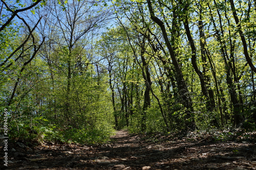 Fototapeta premium path