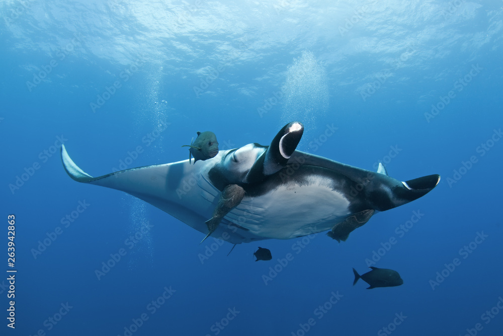 Obraz premium giant oceanic manta ray, manta birostris