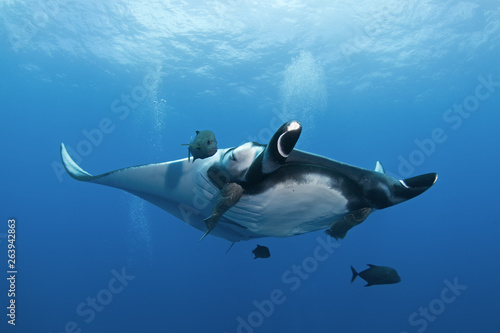 giant oceanic manta ray  manta birostris