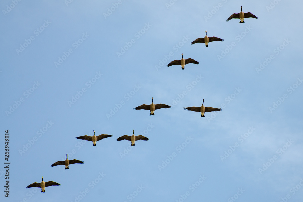 Canada Geese migrating in formation