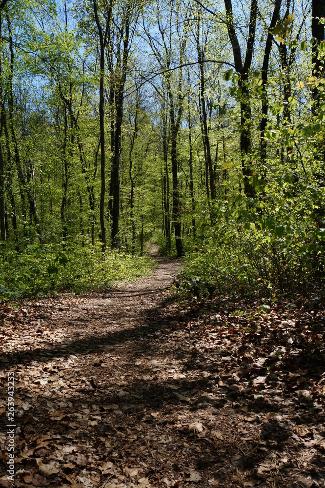 trail trail