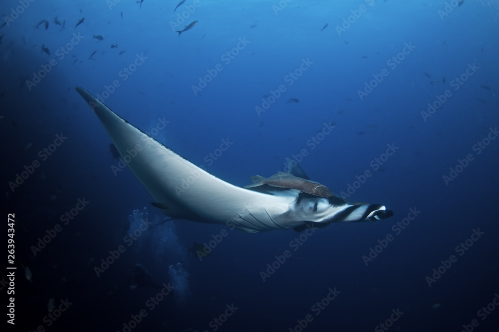 Fototapeta premium giant oceanic manta ray, manta birostris