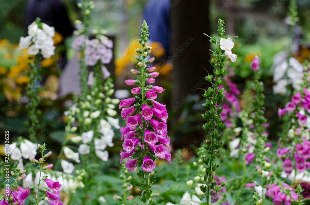 Fototapeta premium flowers in the garden