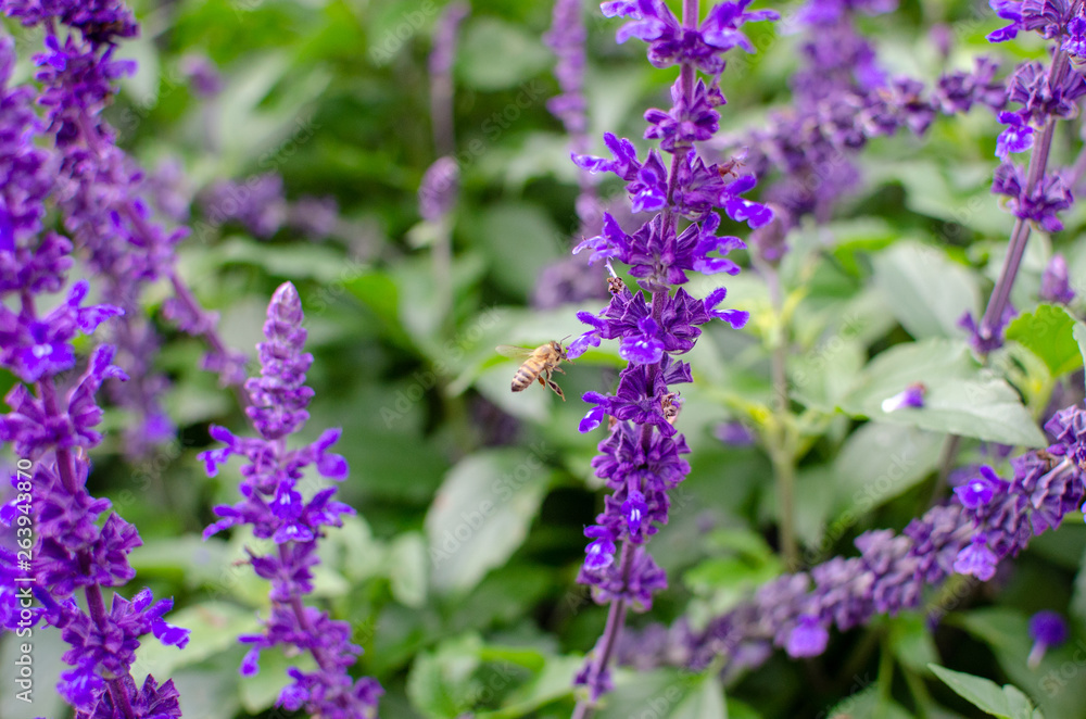 Obraz premium Honey bees searching for pollen on Purple Caradonna sage flowers