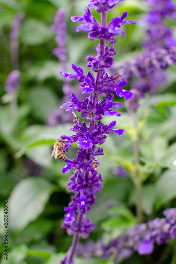 Honey bees searching for pollen on Purple Caradonna sage flowers Honey bees searching for pollen on Purple Caradonna sage flowers