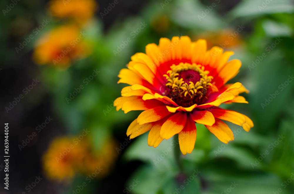 Red orange and yellow zinnias Red orange and yellow zinnias