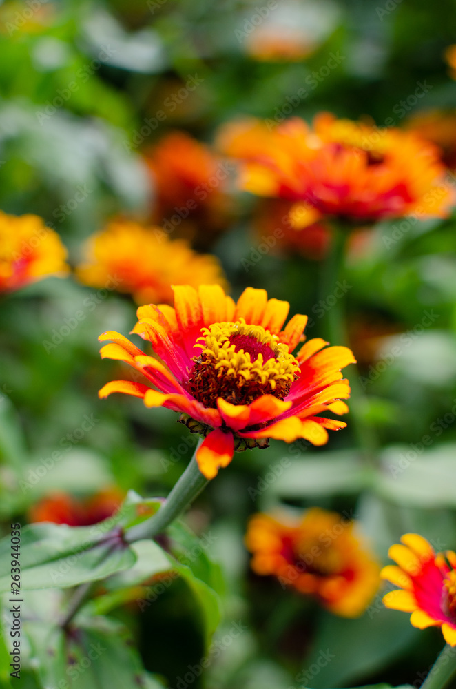 Red orange and yellow zinnias Red orange and yellow zinnias