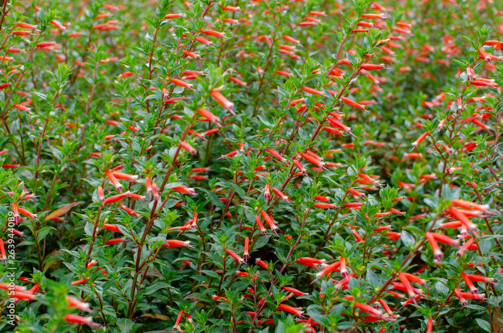Red flowers at the English Garden at Assiniboine Park, Winnipeg, Manitoba