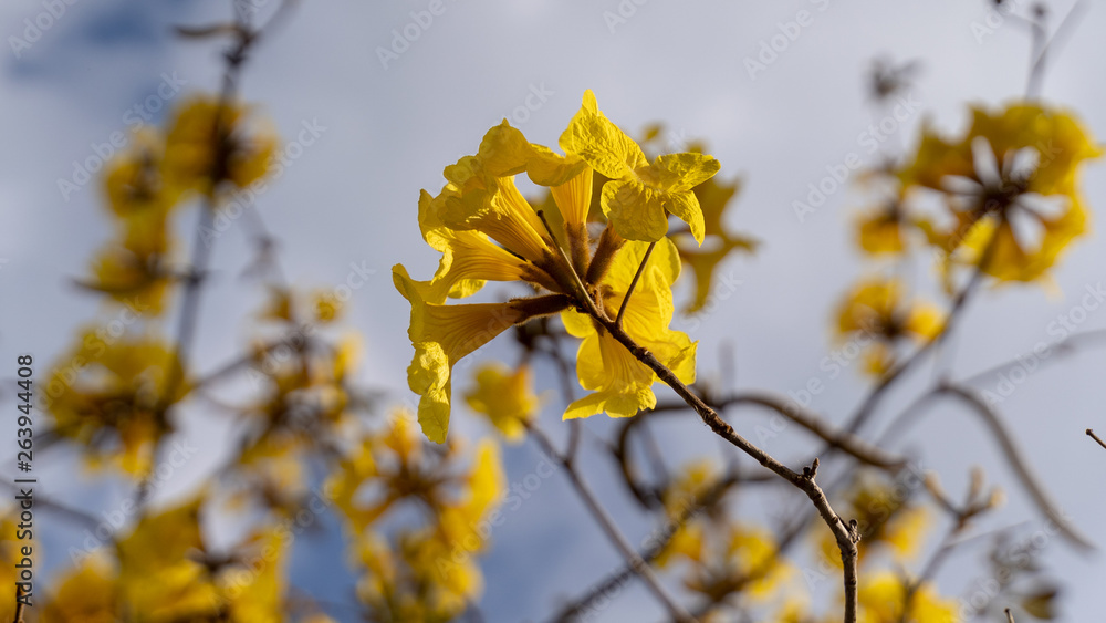 Obraz premium Spring flower