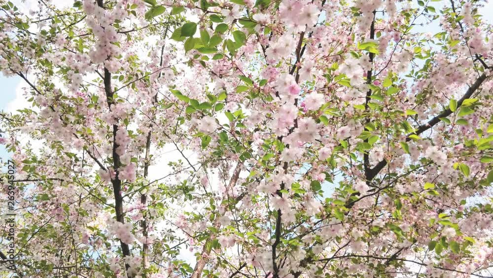 Nice pink Sakura Cherry Blossom flowers under the warm spring sun Nice pink Sakura Cherry Blossom flowers under the warm spring sun