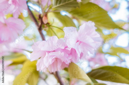 sakura pink is  blooming © tonefotografia