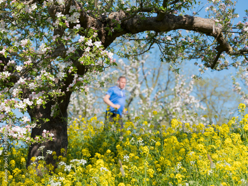 man jogs near spring flowers and apple blossom in holland on sunny spring day