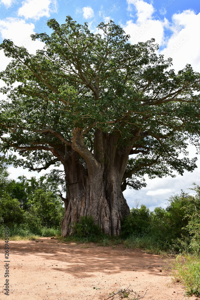 Obraz premium baobab tree in Kruger national park in South Africa