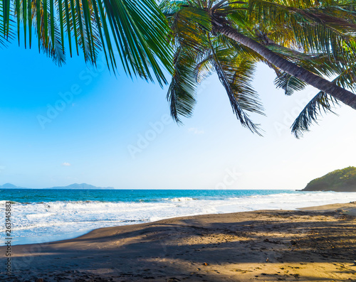 Palm trees in Grande Anse beach