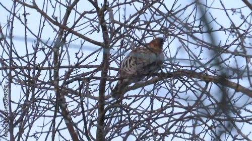 Static shot, of a Patridge, Perdix perdix, sitting on branches, searching for food, on a cloudy day, in Canada photo