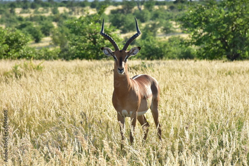 majestic male of impala antelope standing in goldenen ripe grass,Krufe,South Africa