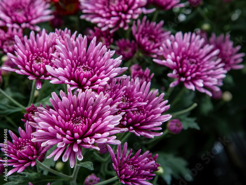 Close up of chrysanthemum flower