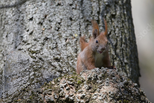 An adult Eurasian red squirrel Sciurus vulgaris perched on a tree branch in a city park of Berlin. © Bouke