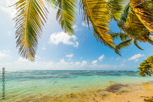 Fototapeta Naklejka Na Ścianę i Meble -  Palm trees in Bois Jolan beach in Guadeloupe