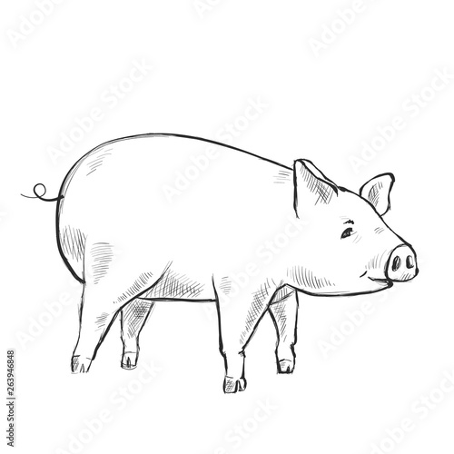Contour Line Drawing. Funny pig. Hand-drawn. Coloring for kids.