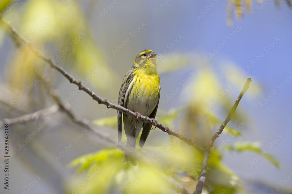 Obraz premium An adult european serin (Serinus serinus) perched on a tree branch in a city park of Berlin.In a tree with yellow leafs.