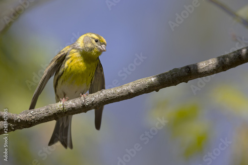 An adult european serin (Serinus serinus)  perched on a tree branch in a city park of Berlin.In a tree with yellow leafs. © Bouke