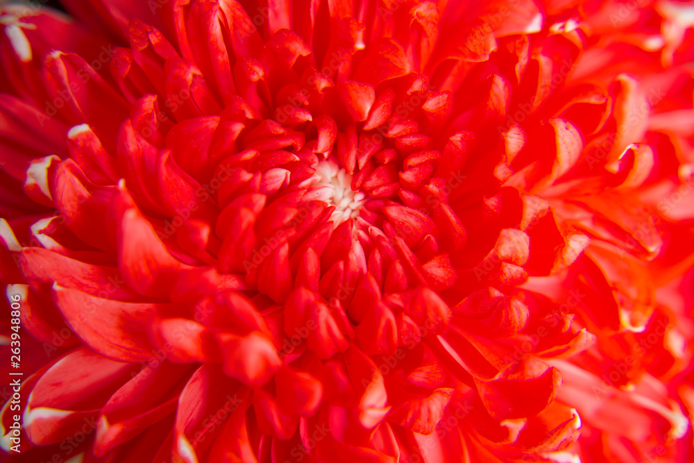 Red chrysanthemum flower