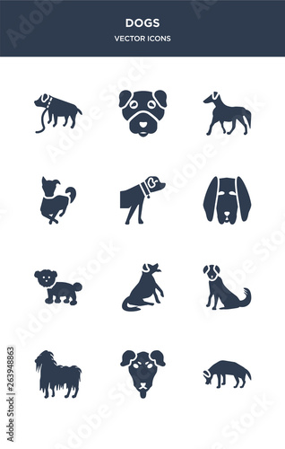 12 dogs vector icons such as beagle dog, beauceron dog, bergamasco dog, berger picard bernese mountain contains bichon frise bloodhound boerboel border collie borzoi boston terrier icons