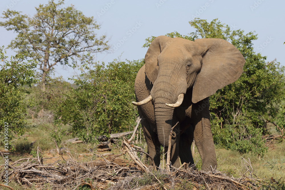 Fototapeta premium Afrikanischer Elefant / African elephant / Loxodonta africana