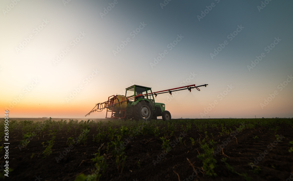 Fototapeta premium Tractor spraying pesticides at soy bean field