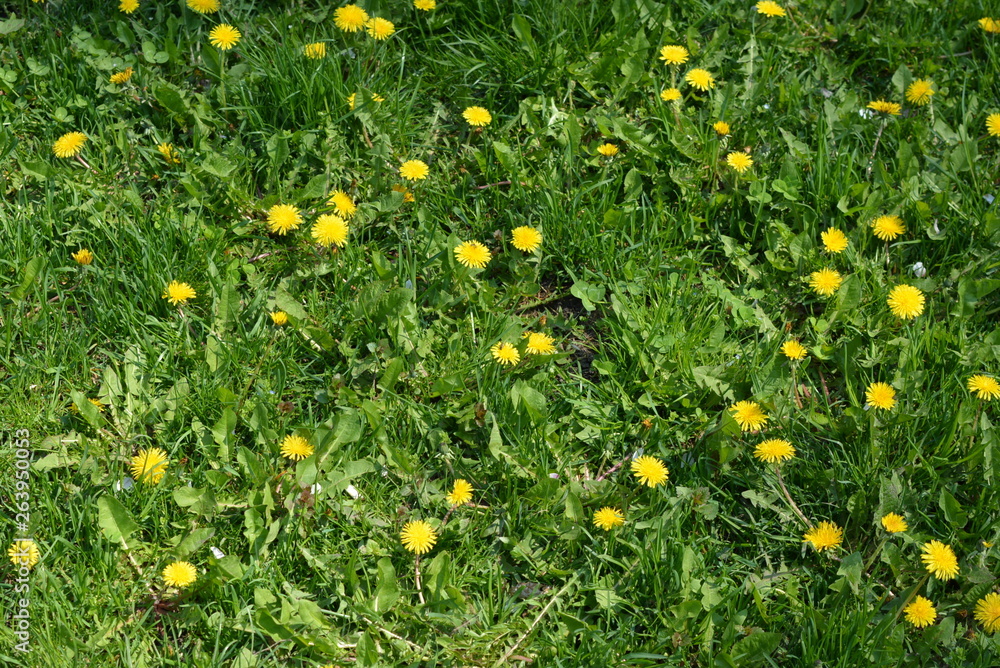 Beautiful lush grass, lawn grass with yellow wildflowers. Dandelion is a yellow perennial plant. Beautiful lush grass, lawn grass with yellow wildflowers. Dandelion is a yellow perennial plant.
