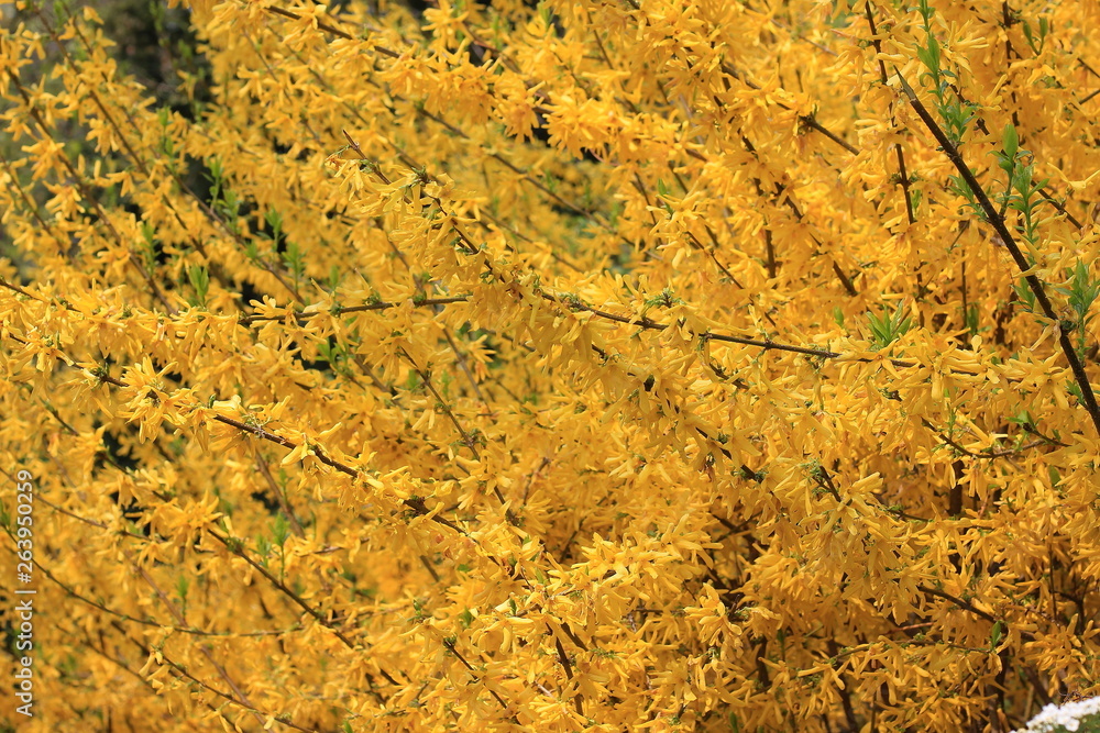 Background of yellow spring forsythia flowers. Bokeh. Blur Background of yellow spring forsythia flowers. Bokeh. Blur