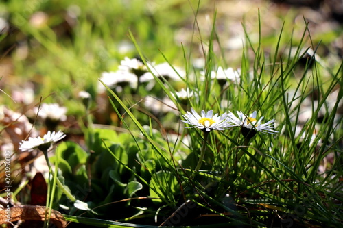 Fragile white daisies in grass close up on sunny lawn. Summer natural environment.