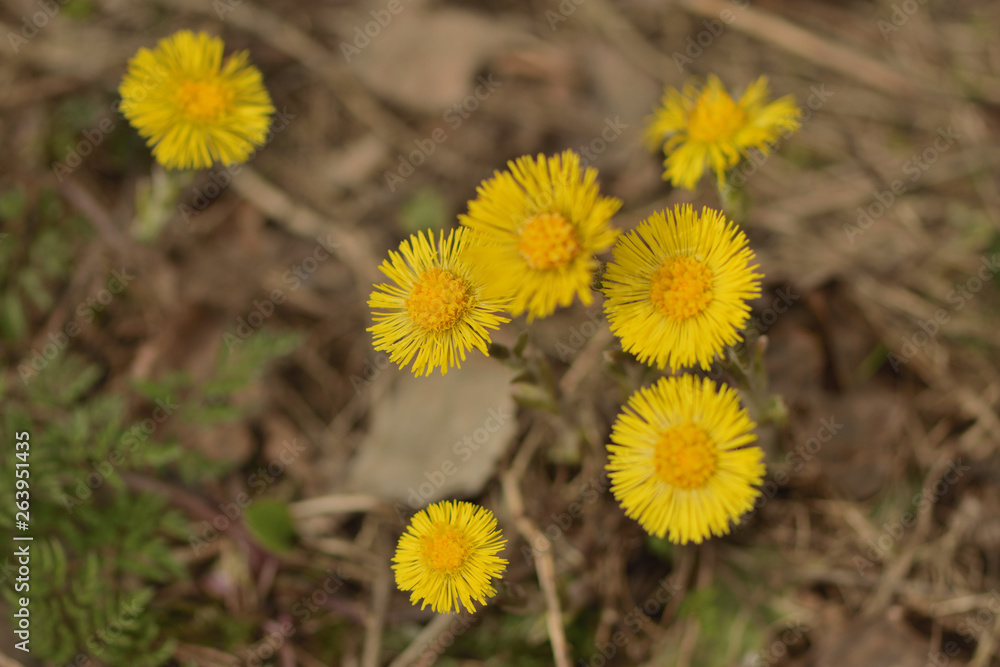 yellow spring flowers tussilágo in the forest yellow spring flowers tussilágo in the forest