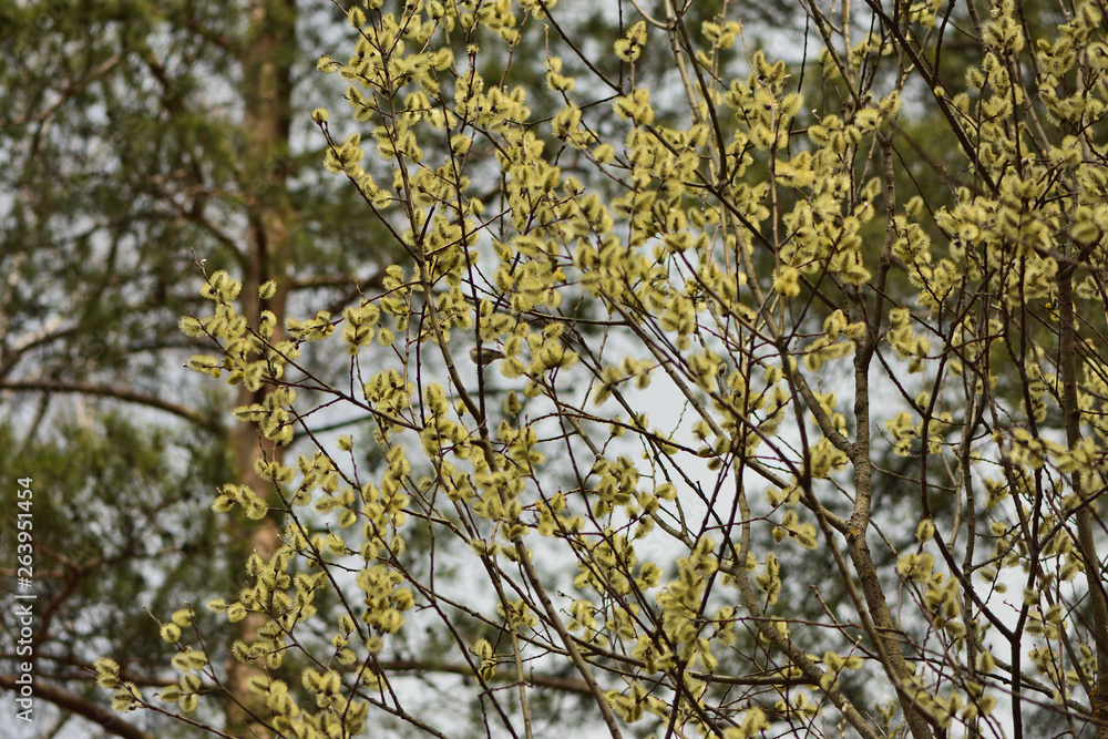 Fototapeta premium willow branch in the forest 