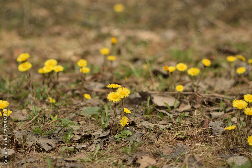 yellow flowers on green background of grass yellow flowers on green background of grass