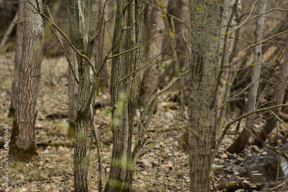 trees in forest trees in forest